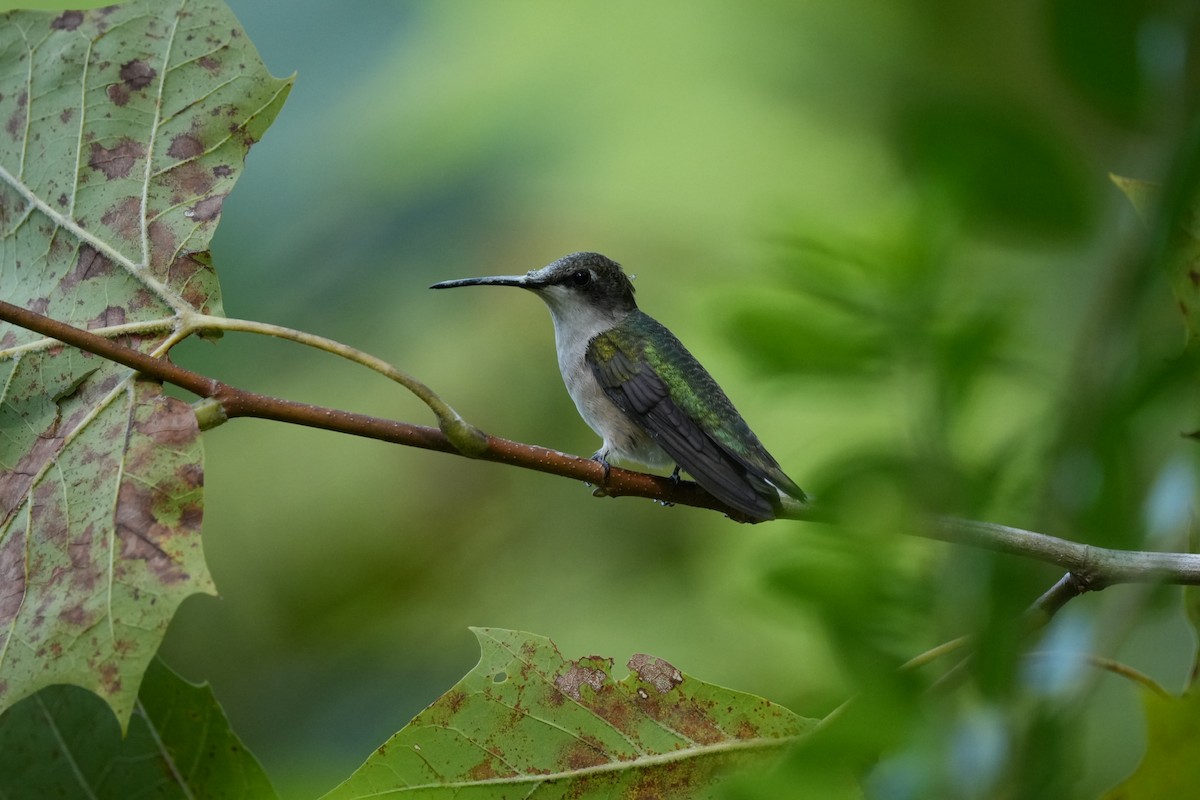 Colibri à gorge rubis - ML609328347