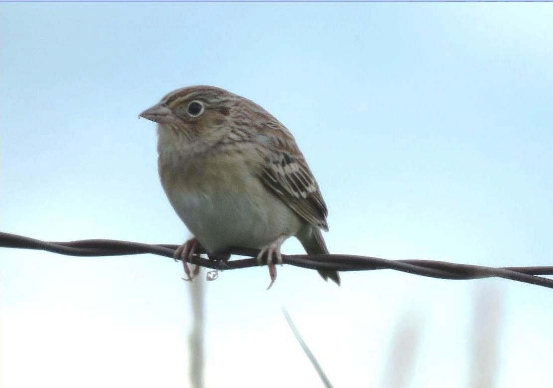 Grasshopper Sparrow - ML609328348