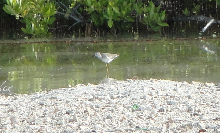 Lesser Yellowlegs - ML609328354