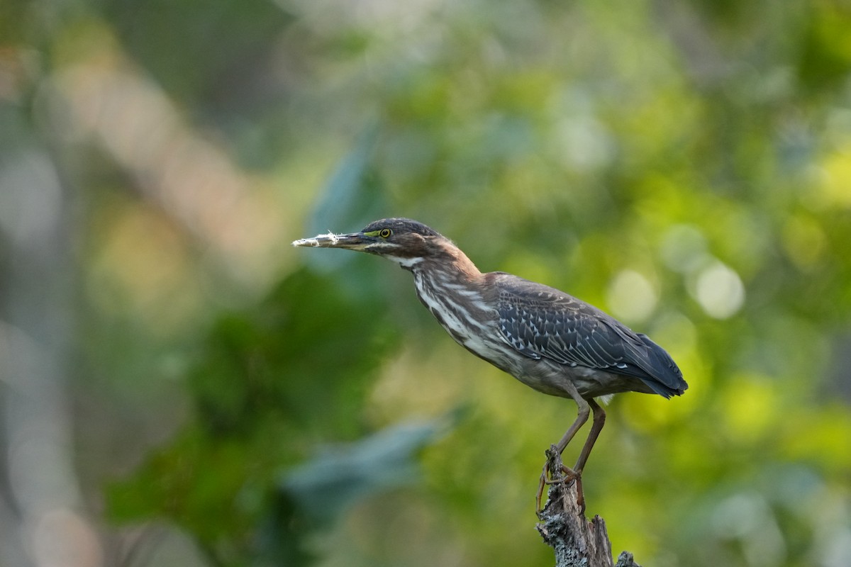 Green Heron - ML609328362