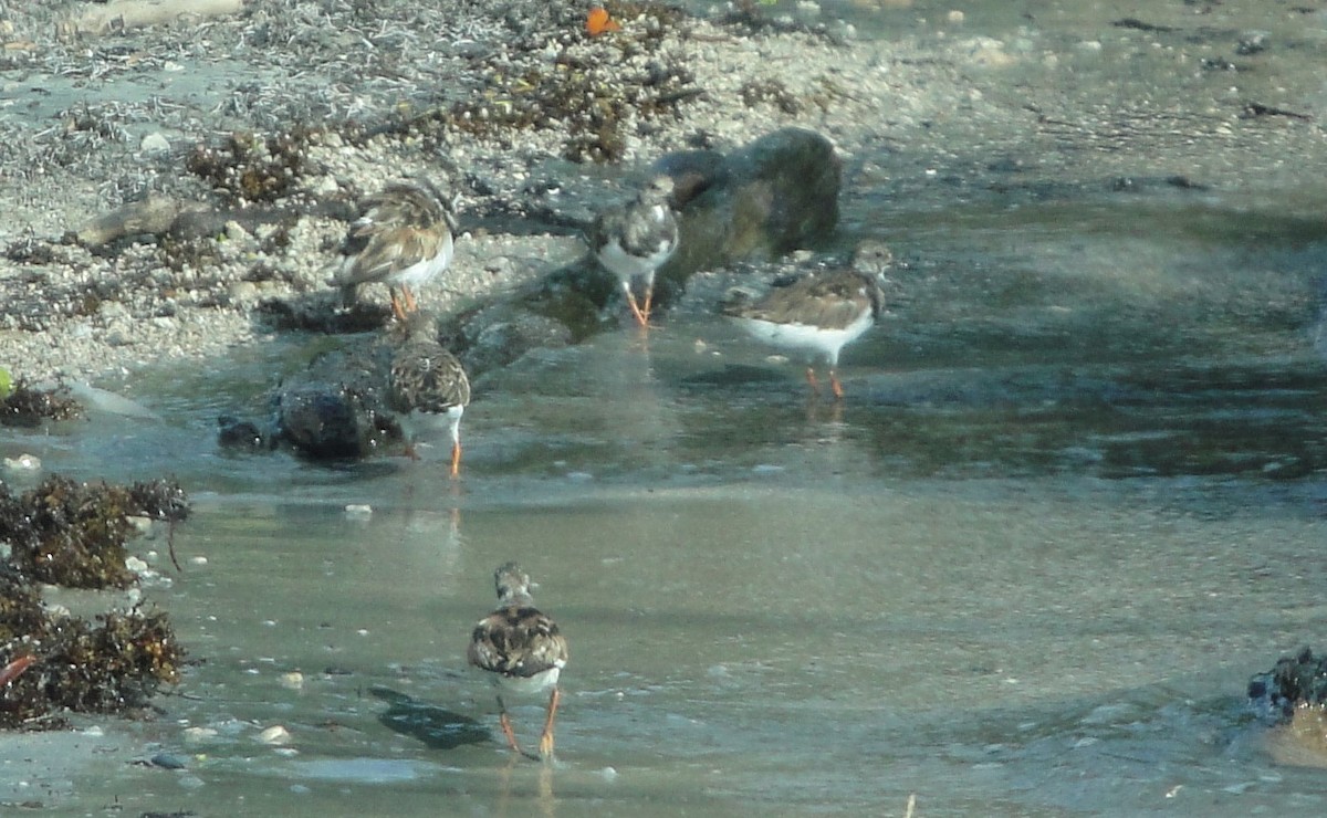 Ruddy Turnstone - ML609328367