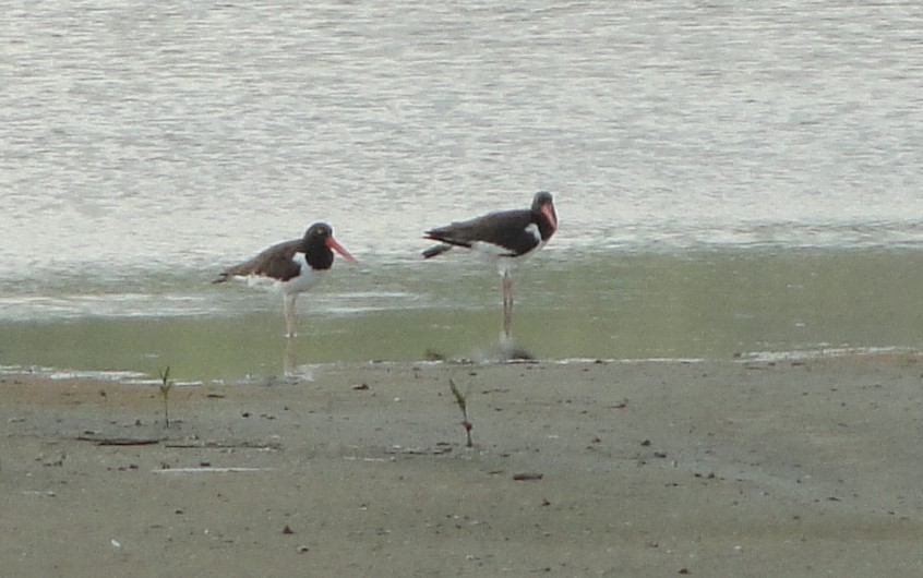 American Oystercatcher - ML609328377