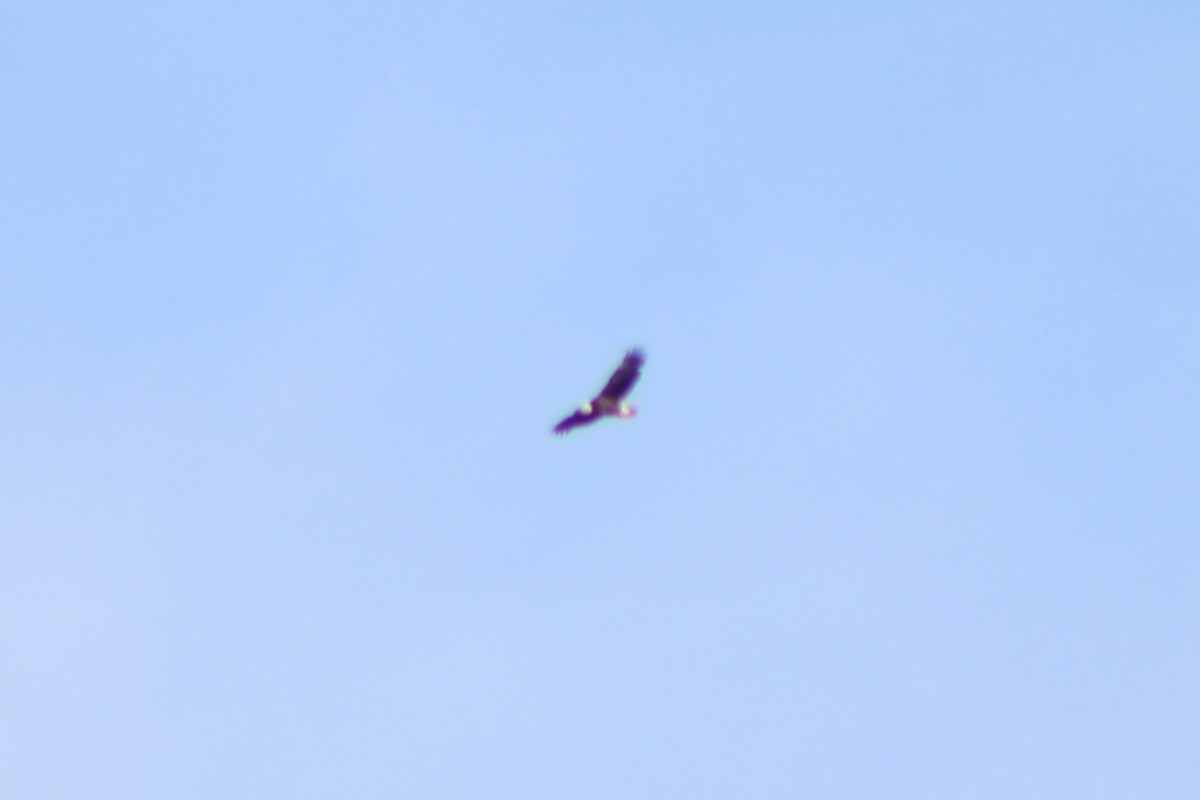 Bald Eagle - ML609328393