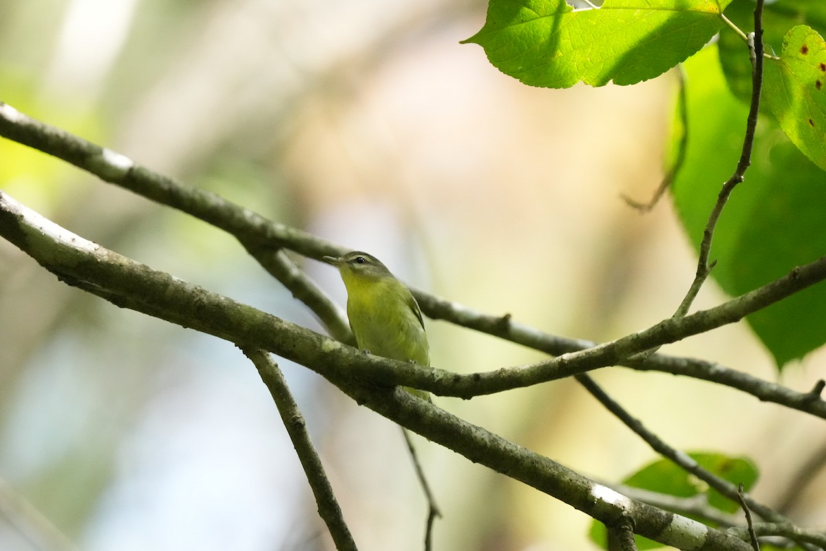 Philadelphia Vireo - ML609328426