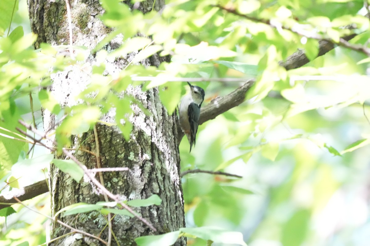 White-breasted Nuthatch - ML609328475