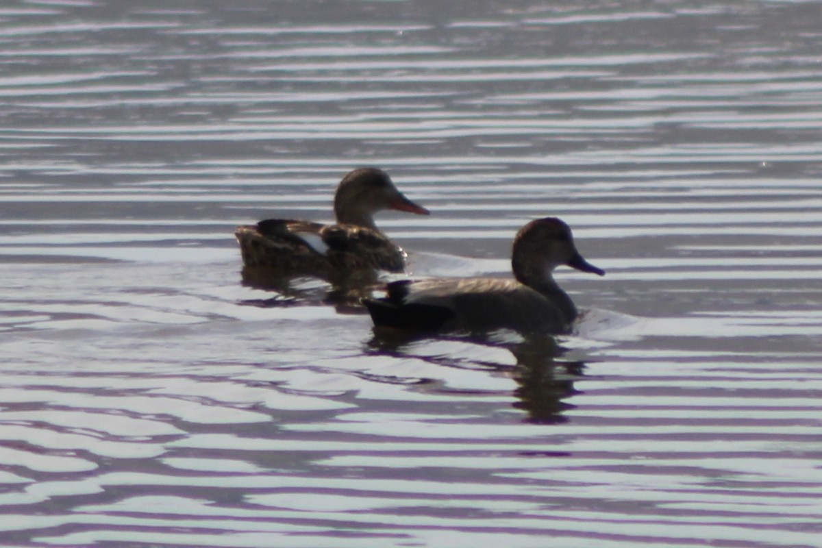 Canard chipeau - ML609328546