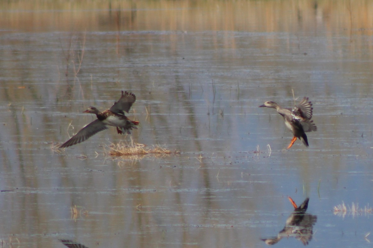 Gadwall - ML609328558