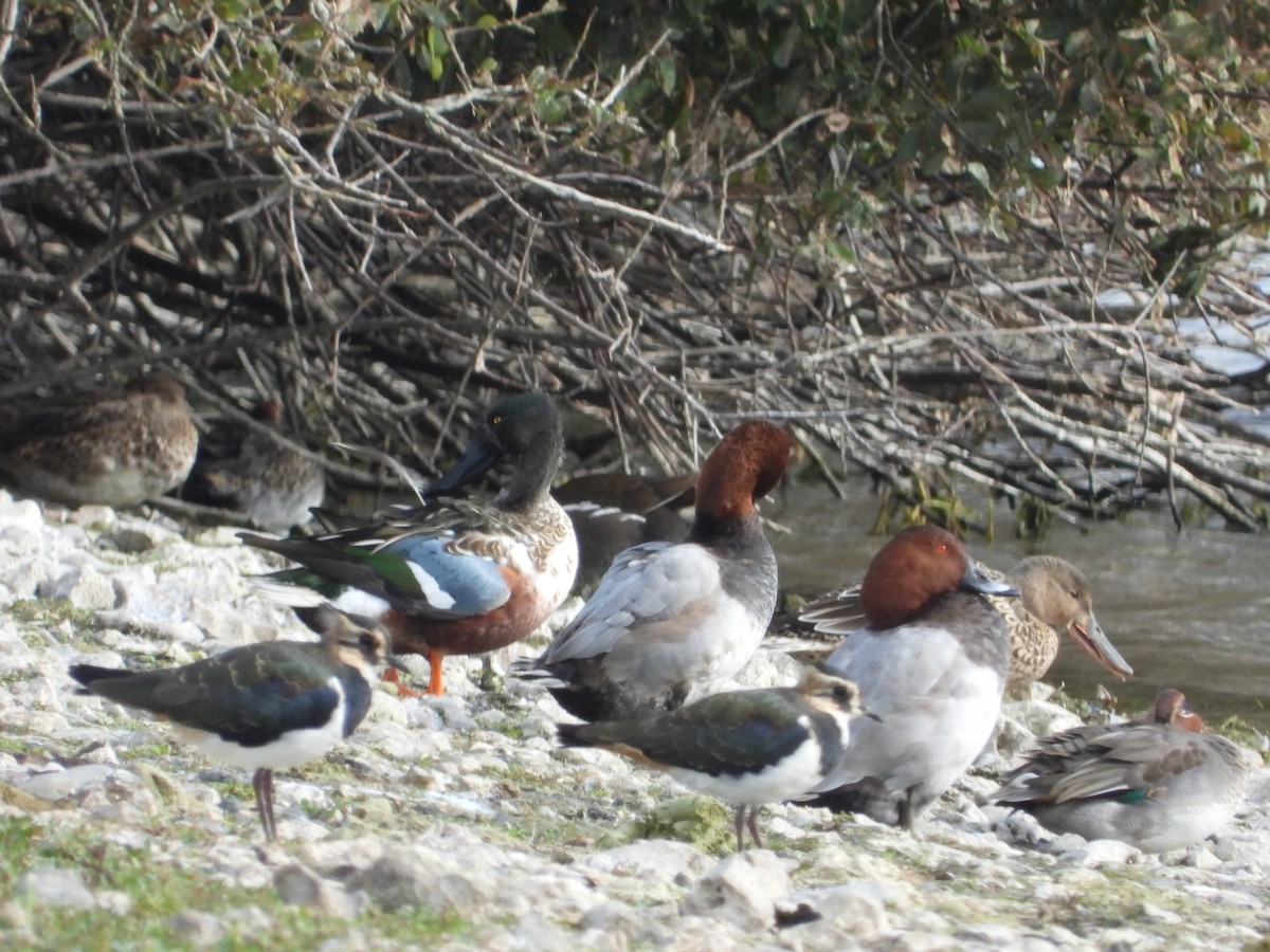 Northern Shoveler - ML609328605