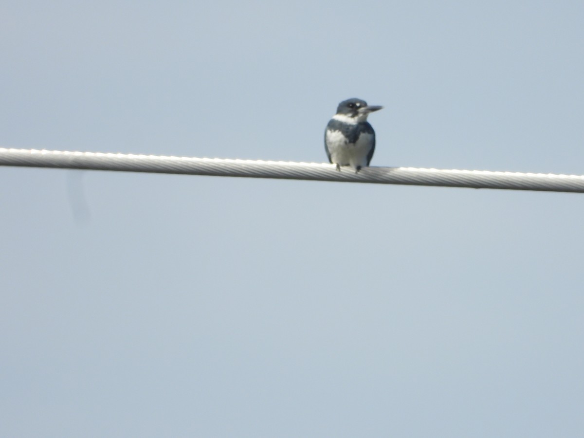 Belted Kingfisher - ML609328625