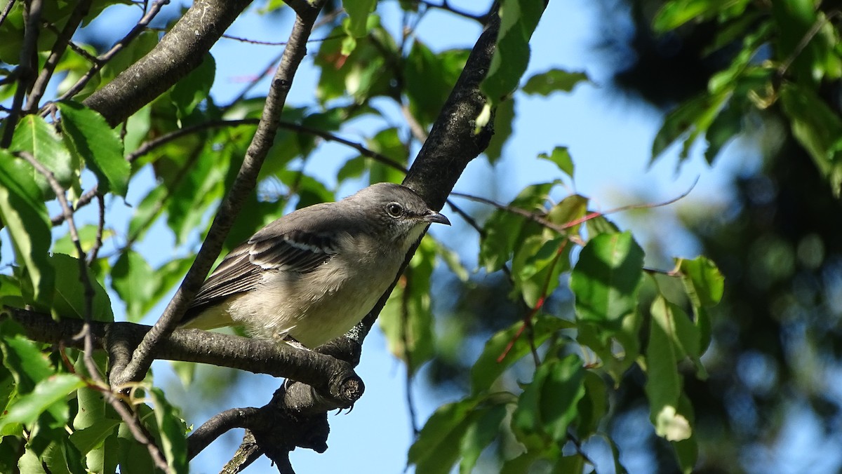 Northern Mockingbird - ML609328645