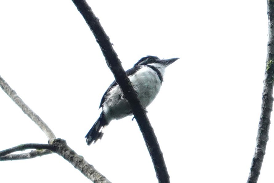 Pied Puffbird - ML609328664