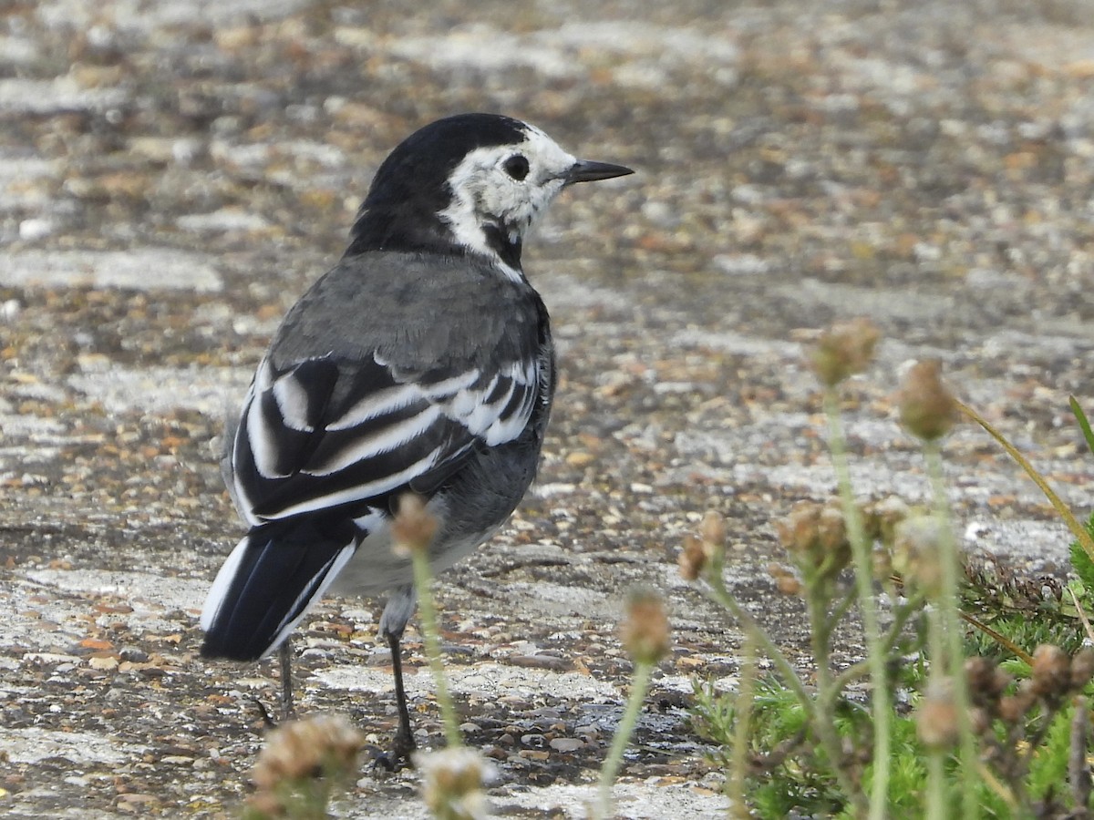 White Wagtail - stephen  carter