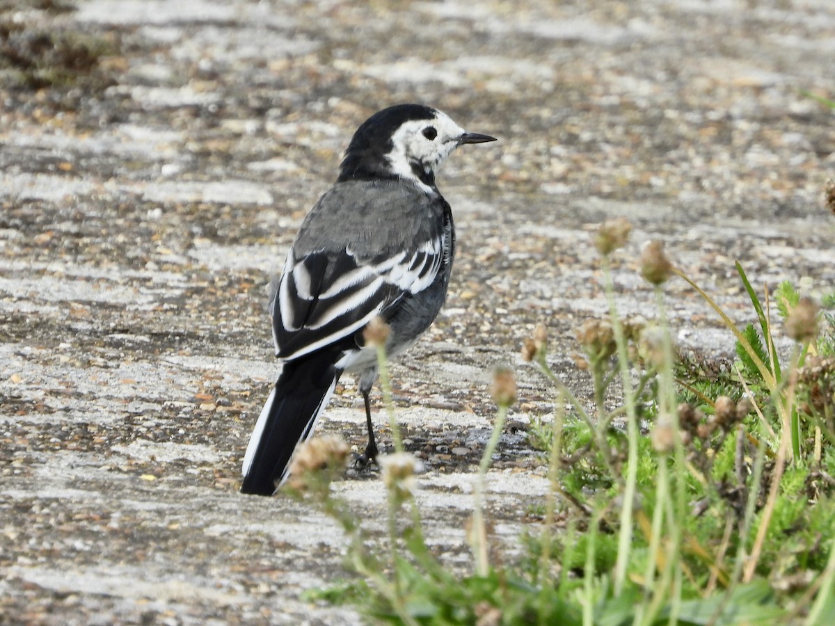 White Wagtail - stephen  carter