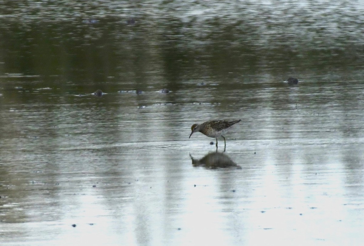 Sharp-tailed Sandpiper - ML609328770