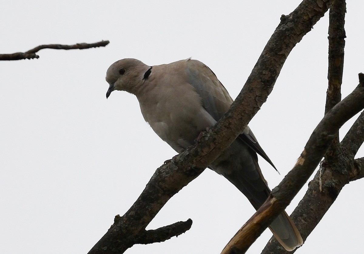 Eurasian Collared-Dove - ML609328791