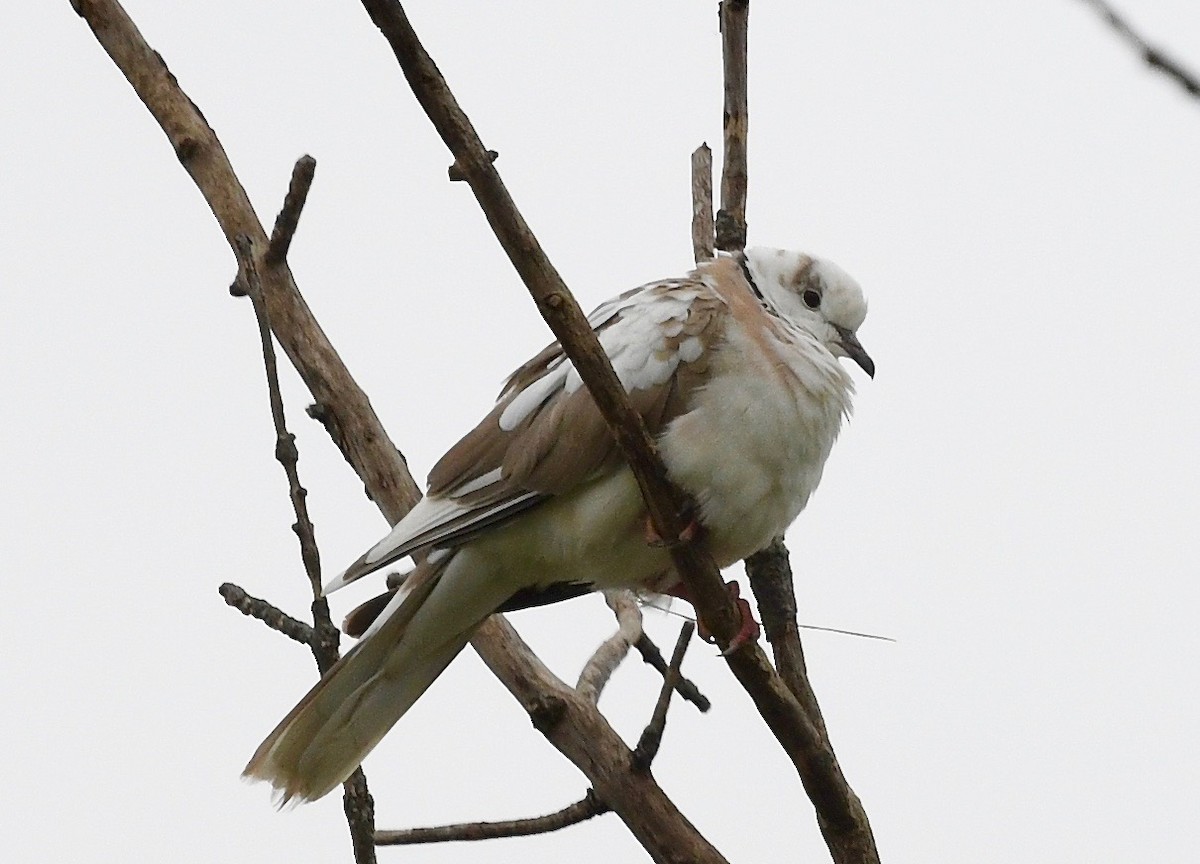 Eurasian Collared-Dove - ML609328793