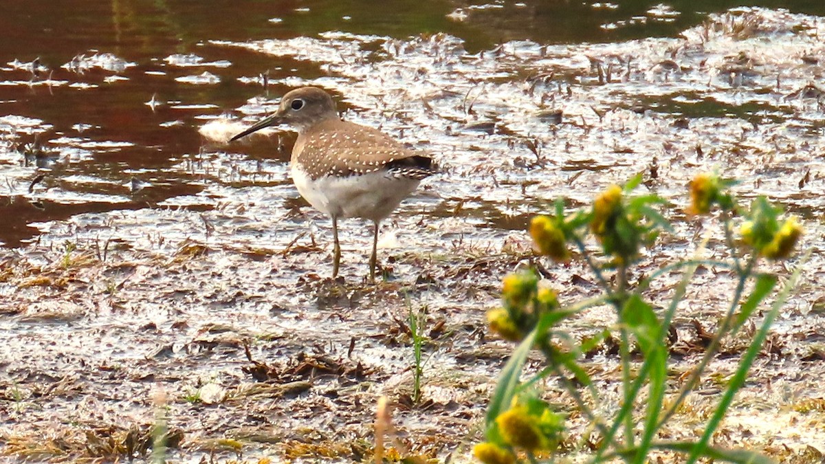 Solitary Sandpiper - ML609328795