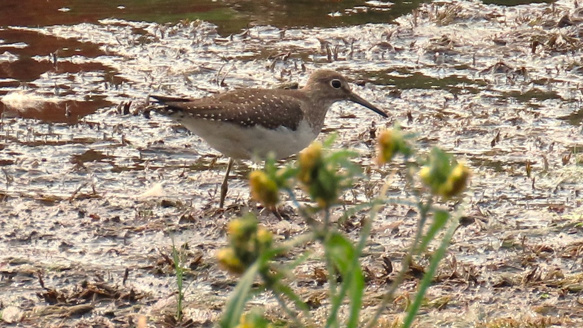 Solitary Sandpiper - ML609328796