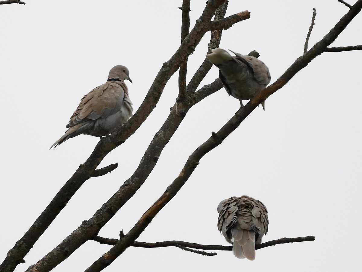 Eurasian Collared-Dove - ML609328803