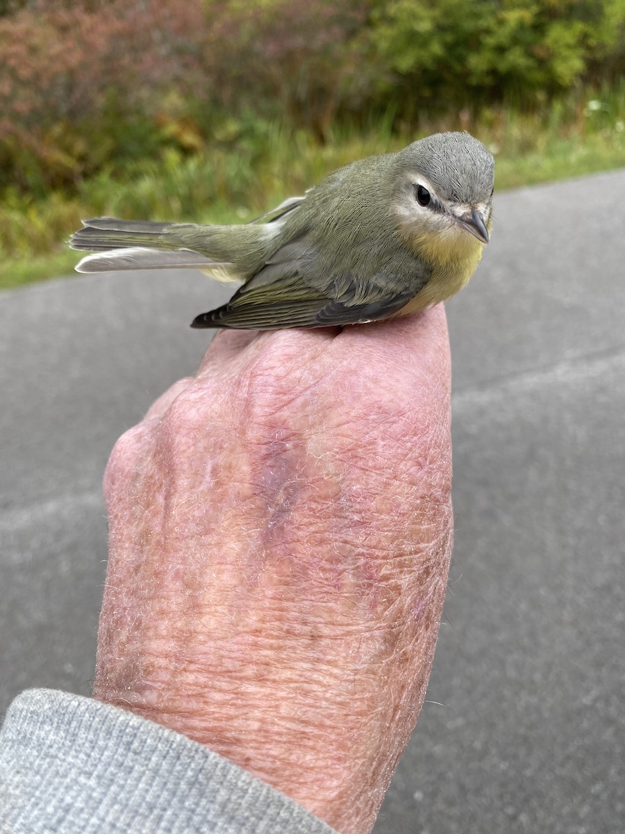 Philadelphia Vireo - James Berry