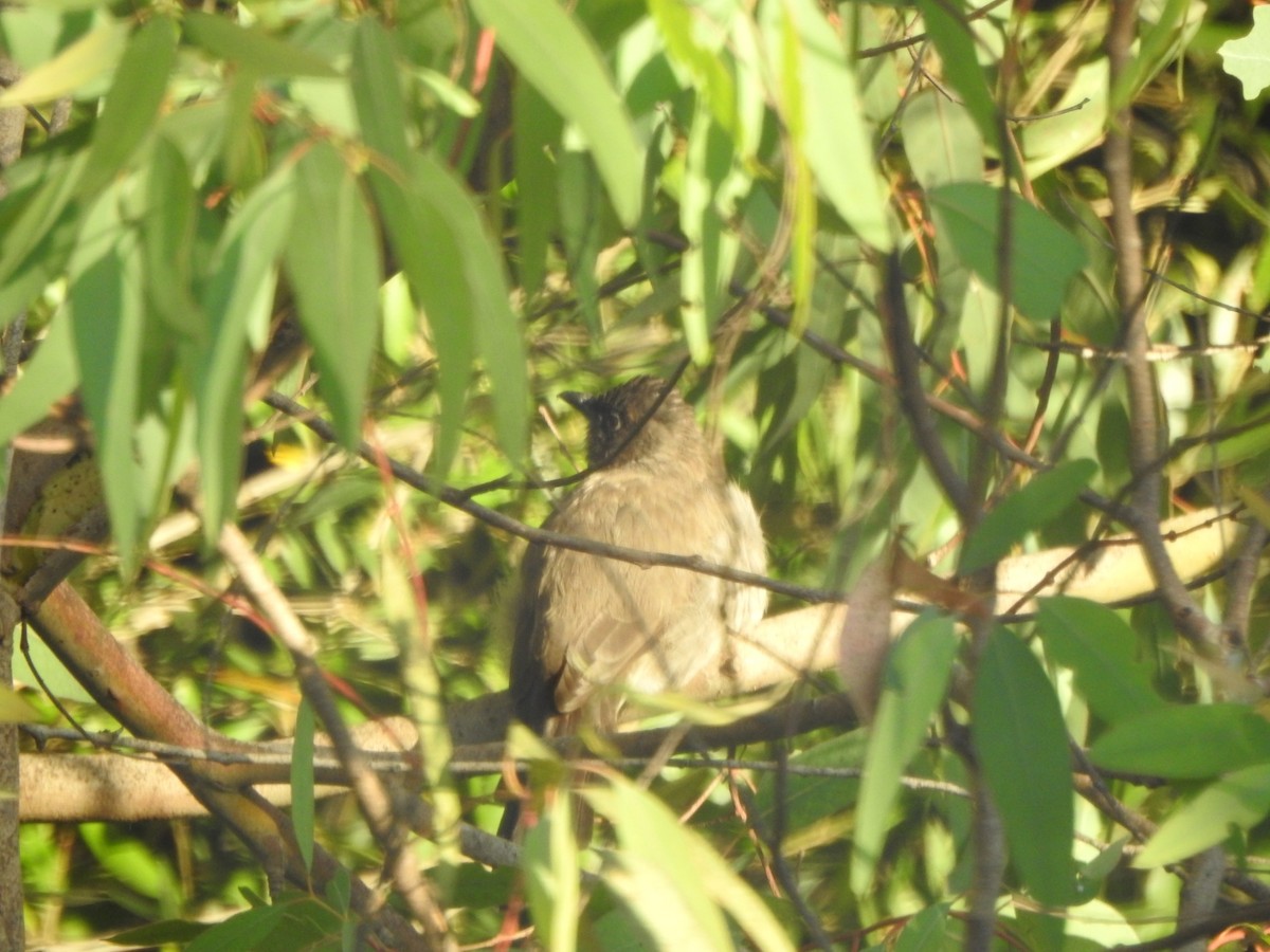 Common Bulbul - ML609328842