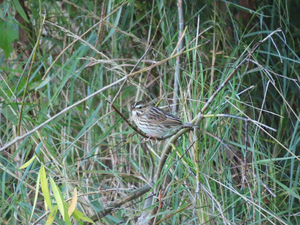 Savannah Sparrow - ML609328884