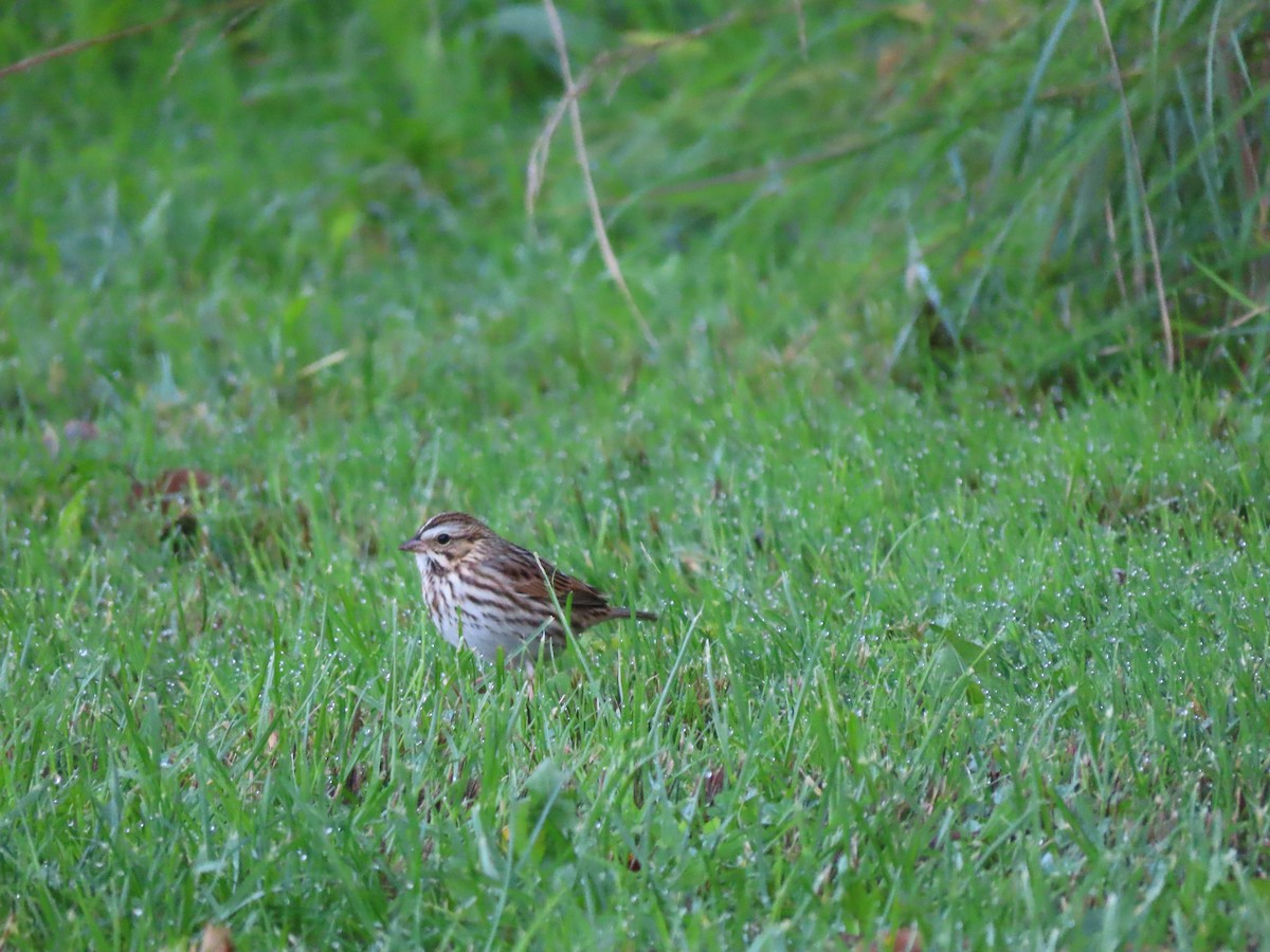 Savannah Sparrow - ML609328885