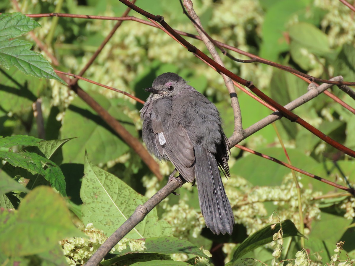 Gray Catbird - Rick Wright