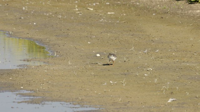 Common Ringed Plover - ML609328900