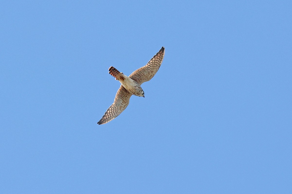 American Kestrel - ML609329173