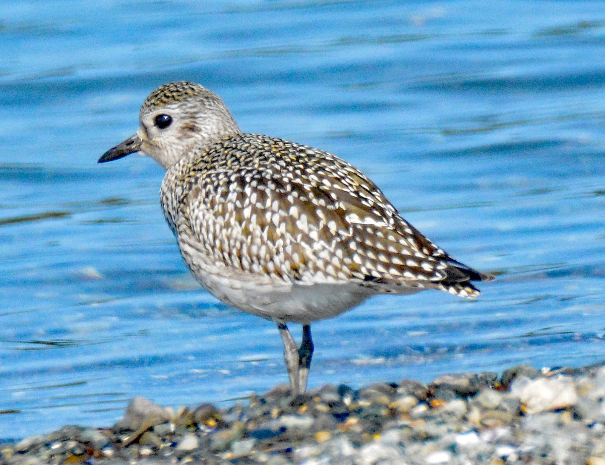 Black-bellied Plover - Michael J Good