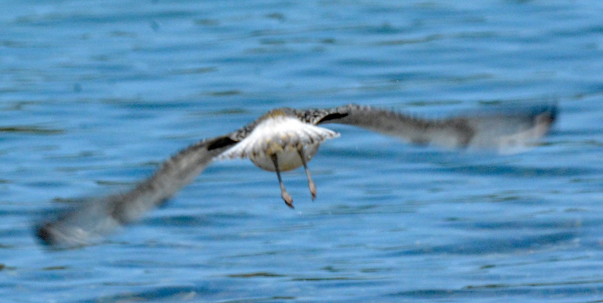 Black-bellied Plover - ML609329270