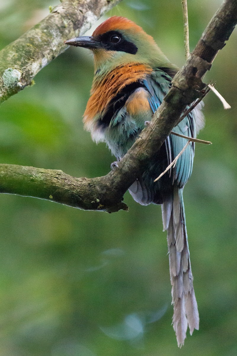 Rufous-capped Motmot - ML609329276