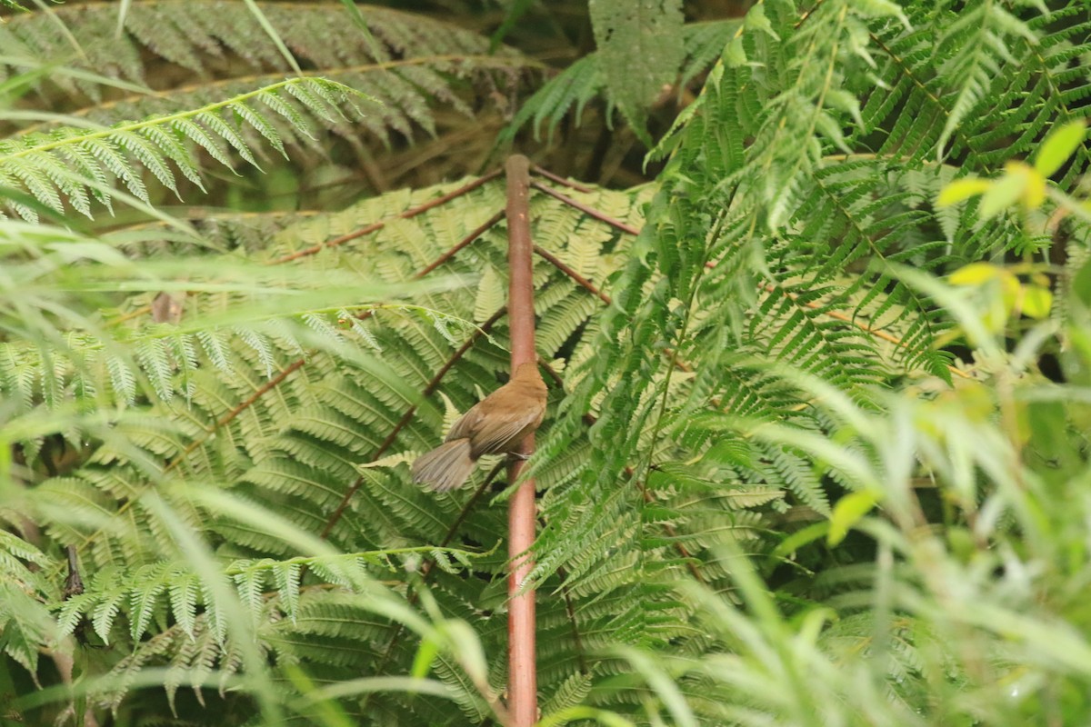 Blue Seedeater (Blue) - ML609329319