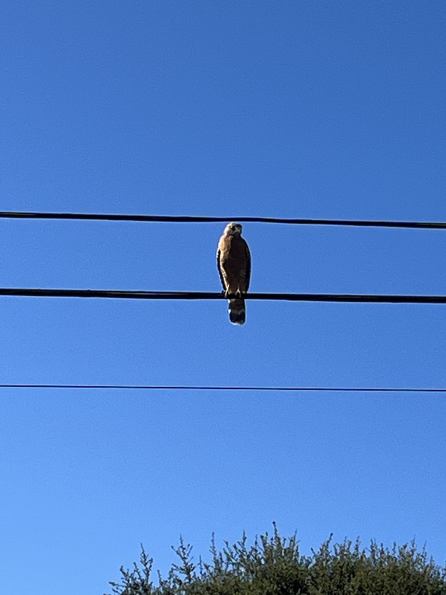 Red-shouldered Hawk - ML609329370