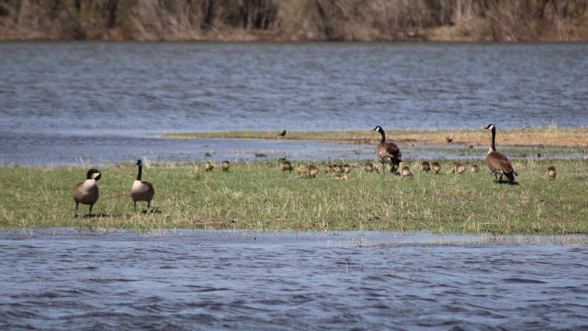 Canada Goose (moffitti/maxima) - Sean Cozart