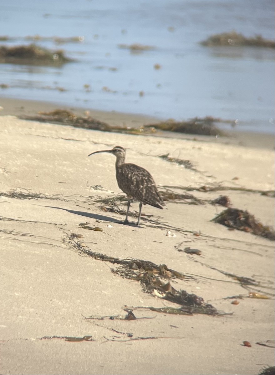 Hudsonian Whimbrel - ML609329502