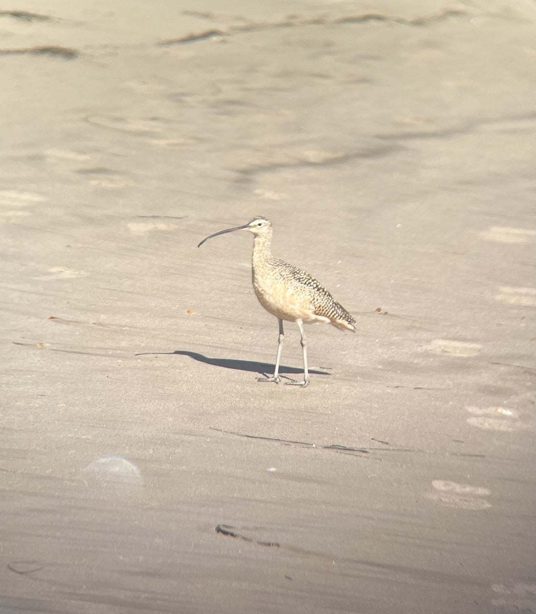 Long-billed Curlew - ML609329503