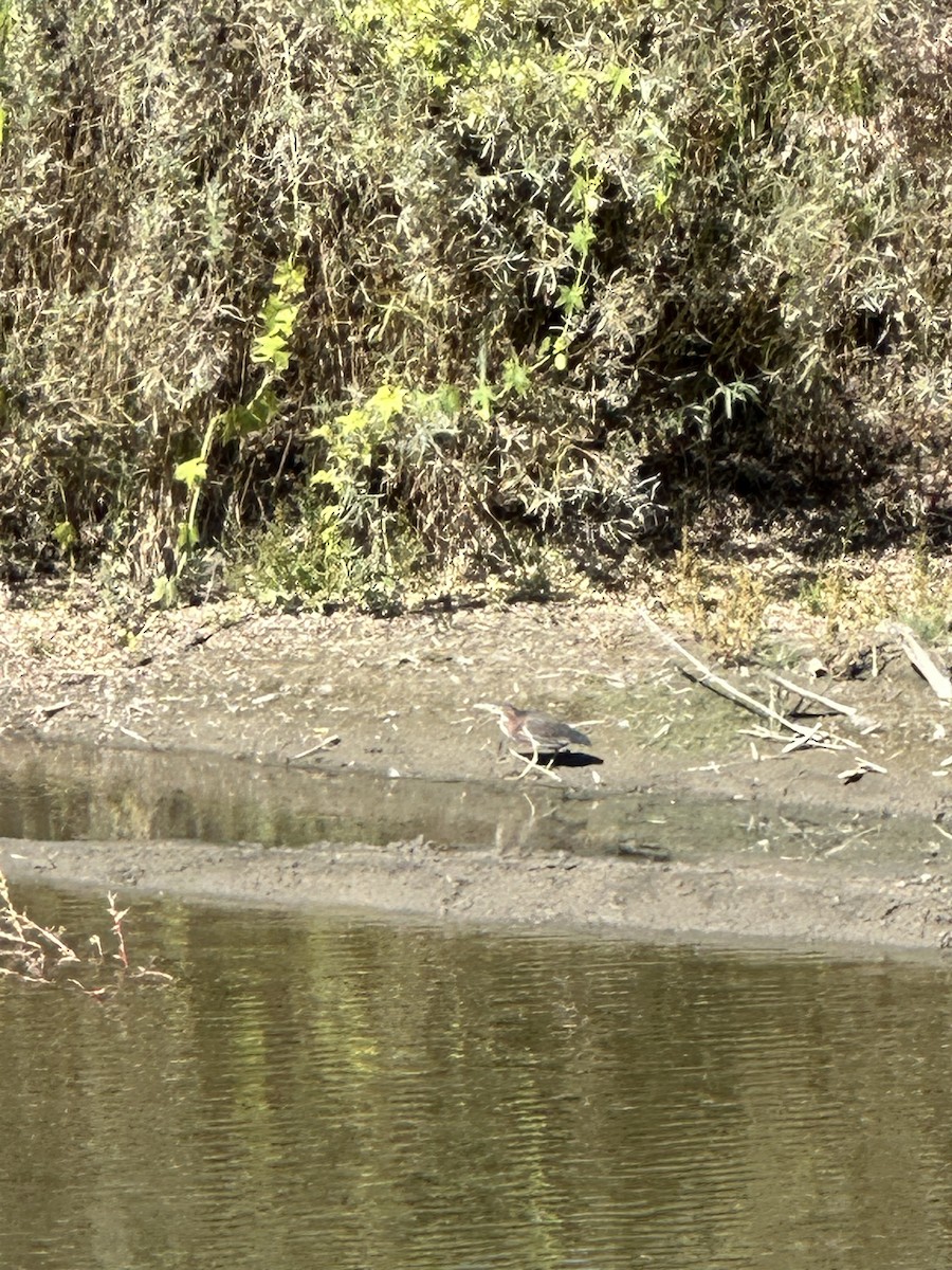 Green Heron - ML609329584