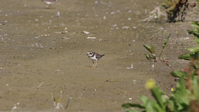 Common Ringed Plover - ML609329612