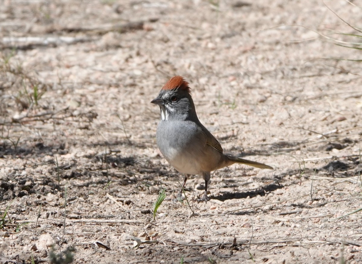 Green-tailed Towhee - ML609329662