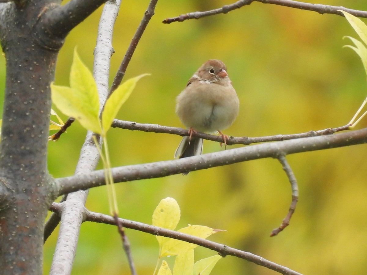 Field Sparrow - ML609329711