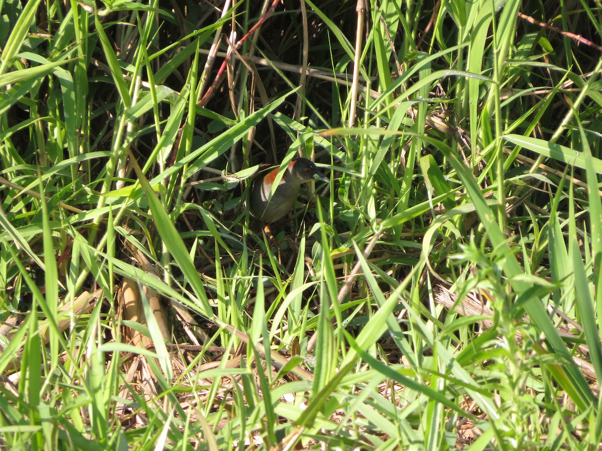 Gray-breasted Crake - ML609329896