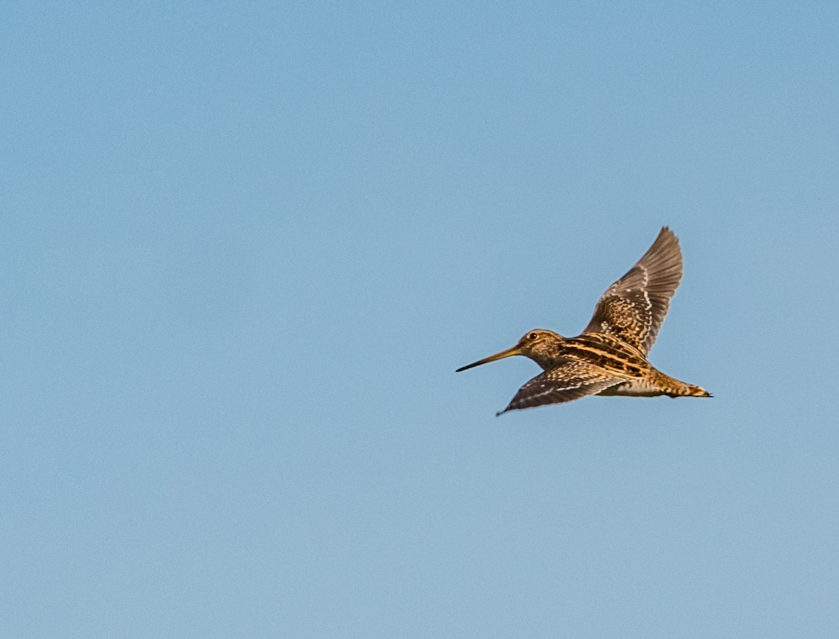 Magellanic Snipe - ML609329962