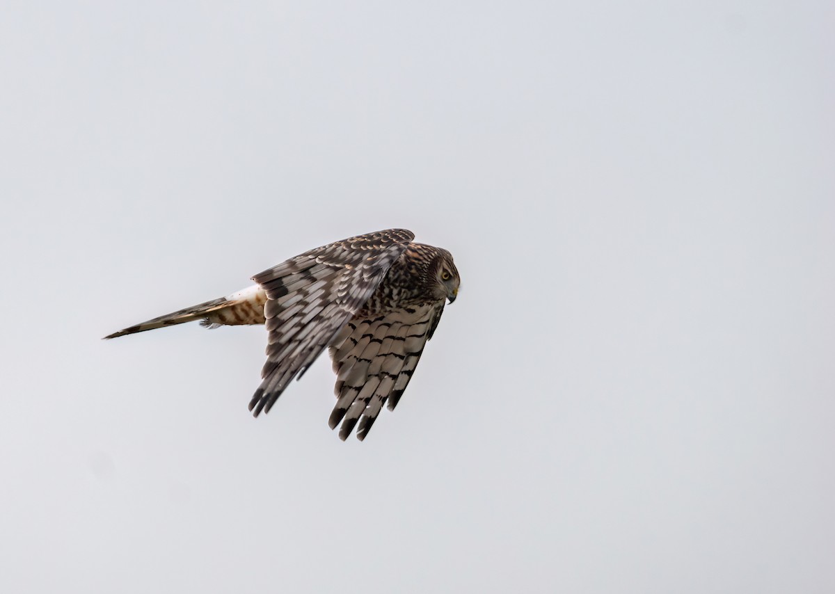 Cinereous Harrier - DANIEL ESTEBAN STANGE FERNANDEZ