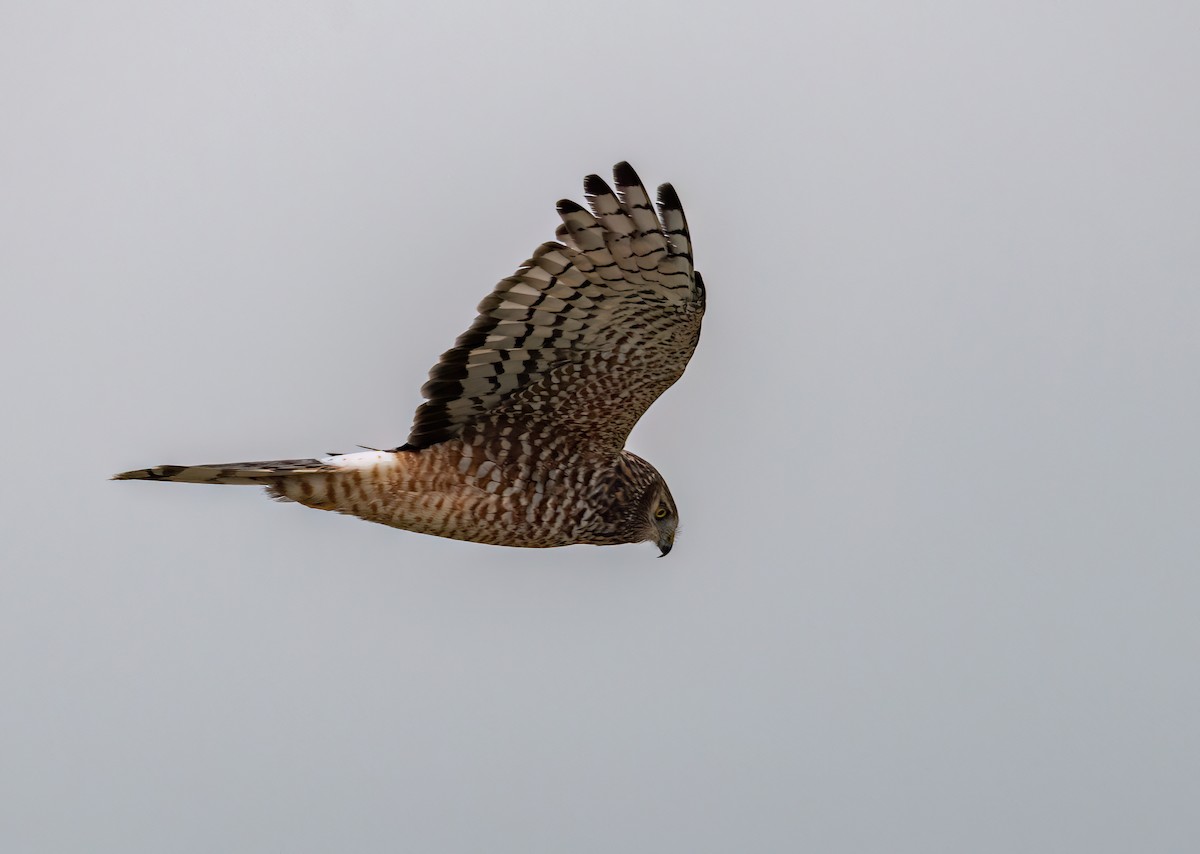 Cinereous Harrier - DANIEL ESTEBAN STANGE FERNANDEZ