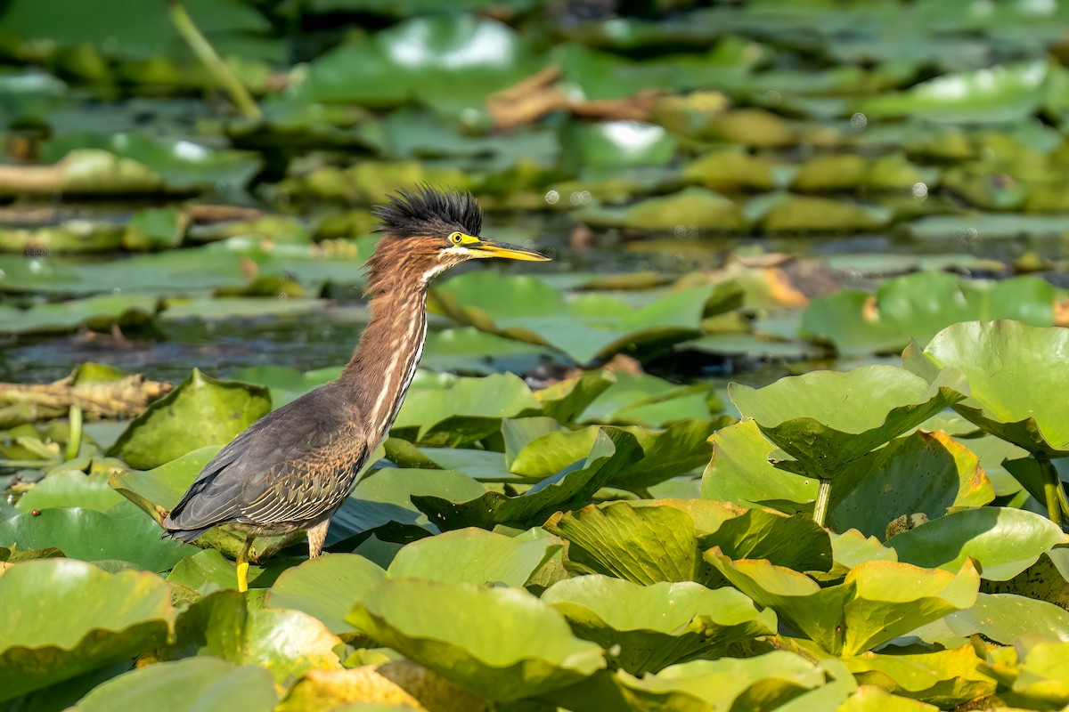 Green Heron - ML609329976