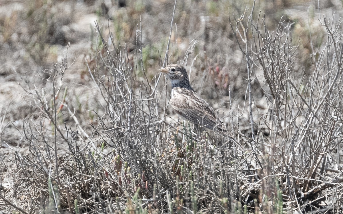 Mediterranean Short-toed Lark - ML609330040