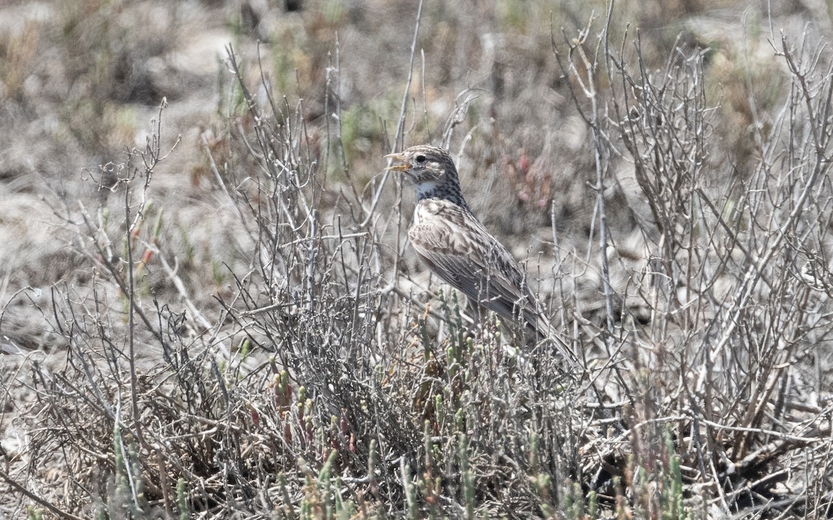 Mediterranean Short-toed Lark - ML609330041