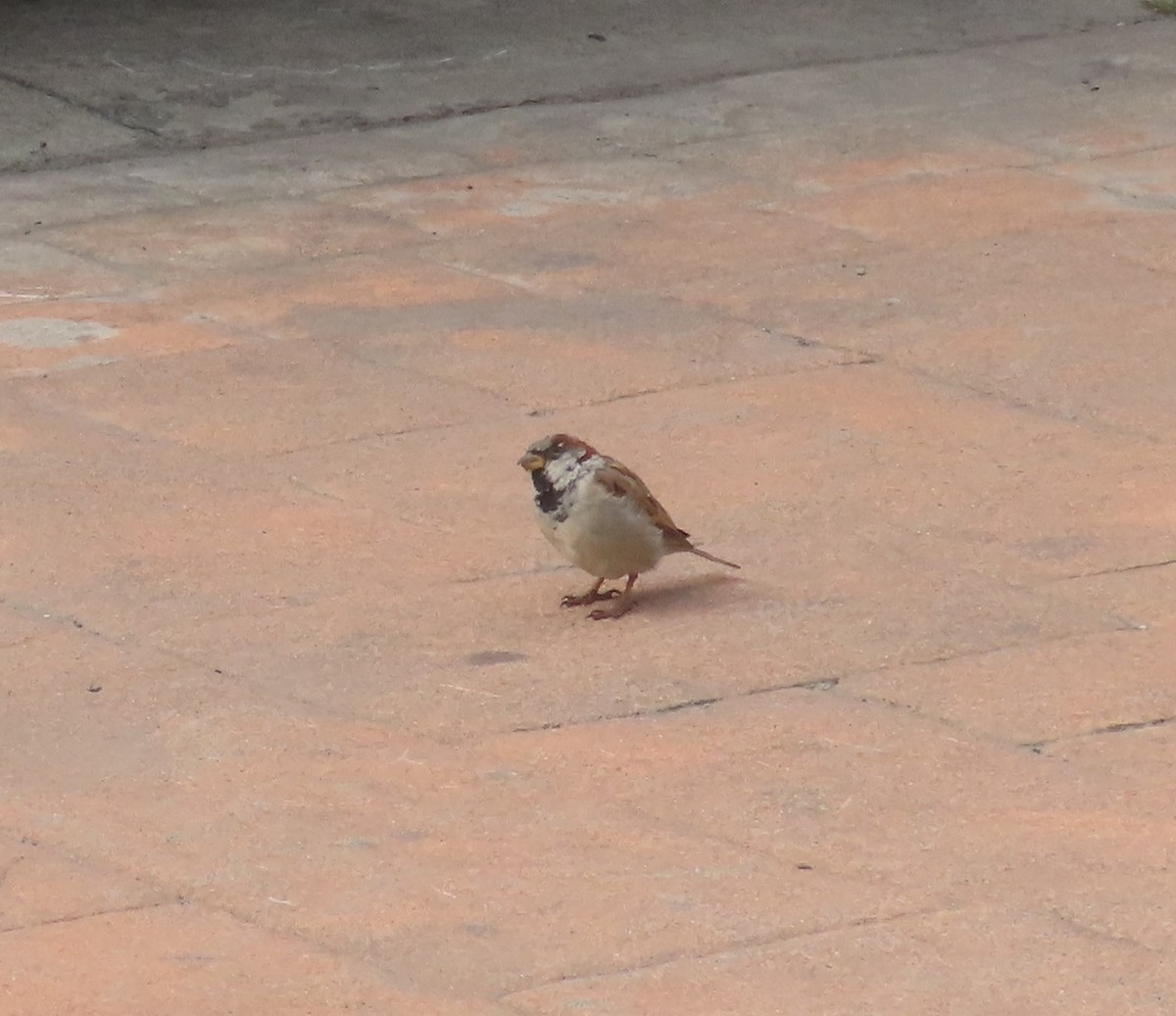 House Sparrow - ML609330089